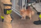 ゲートに挟まったポメラニアン、消防士により無事救助【動画】