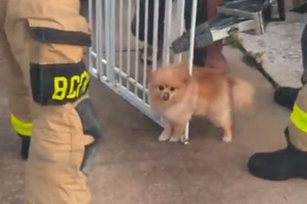 ゲートに挟まったポメラニアン、消防士により無事救助【動画】