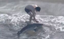 男性が若いホオジロザメを釣り上げ、針を外して助けようとする【動画】