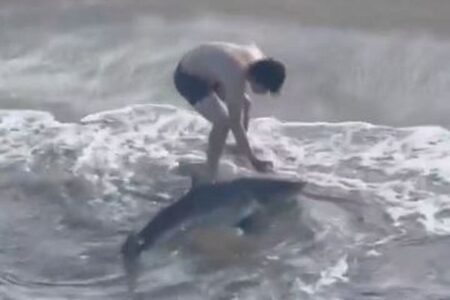 男性が若いホオジロザメを釣り上げ、針を外して助けようとする【動画】