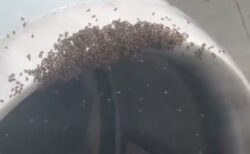 旅客機のエンジンに大量のハチの群れ、養蜂家が捕獲する【動画】