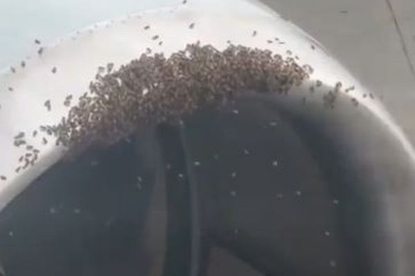 旅客機のエンジンに大量のハチの群れ、養蜂家が捕獲する【動画】
