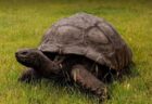 世界最高齢のゾウガメ、「ジョナサン」が死亡したとの偽情報が拡散