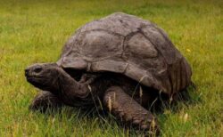 世界最高齢のゾウガメ、「ジョナサン」が死亡したとの偽情報が拡散