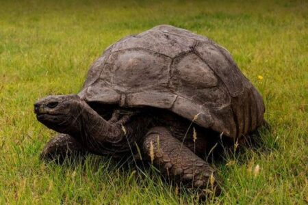 世界最高齢のゾウガメ、「ジョナサン」が死亡したとの偽情報が拡散
