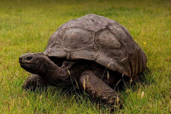 世界最高齢のゾウガメ、「ジョナサン」が死亡したとの偽情報が拡散