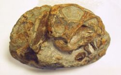 長年、謎だった獣弓類の胚、卵から生まれていたことが判明