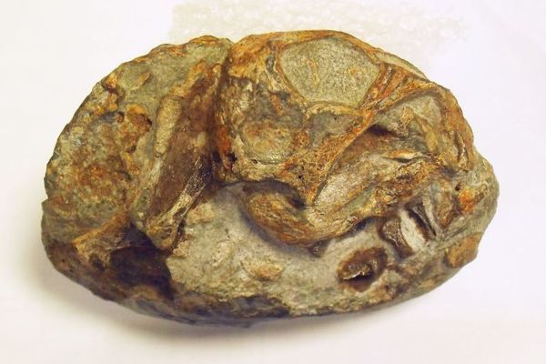 長年、謎だった獣弓類の胚、卵から生まれていたことが判明