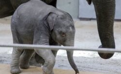 米動物園で25年ぶりに生まれた、アジアゾウの子供がデビュー