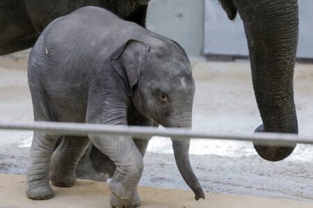 米動物園で25年ぶりに生まれた、アジアゾウの子供がデビュー