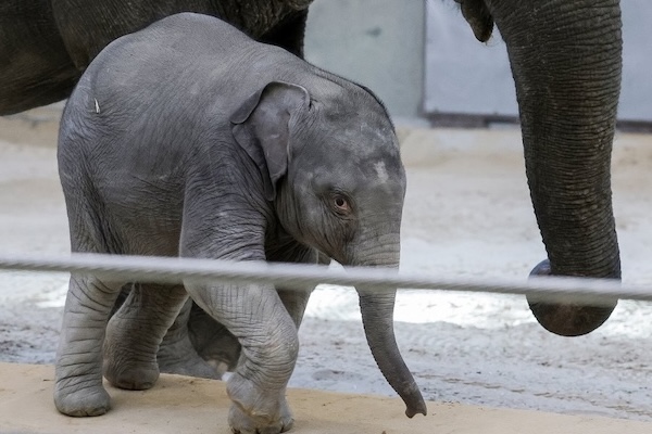 米動物園で25年ぶりに生まれた、アジアゾウの子供がデビュー