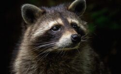 夜の闇に光る無数の目、女性ドライバーが数多くのアライグマに囲まれる【動画】