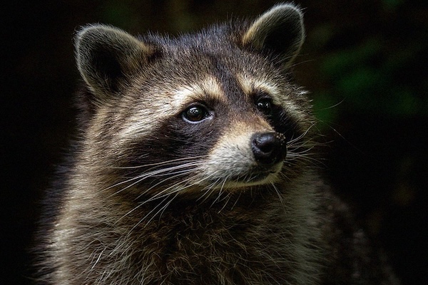 夜の闇に光る無数の目、女性ドライバーが数多くのアライグマに囲まれる【動画】