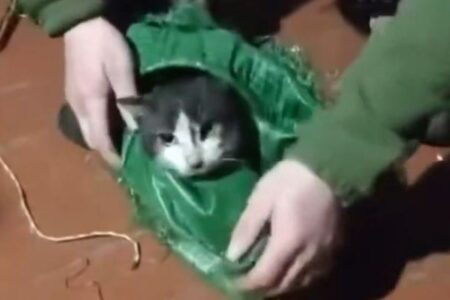 ウクライナ兵がドローンを使い、最前線から犬と猫を避難させる