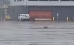 逃げ出したワンコ、空港の敷地内を走り回る【動画】