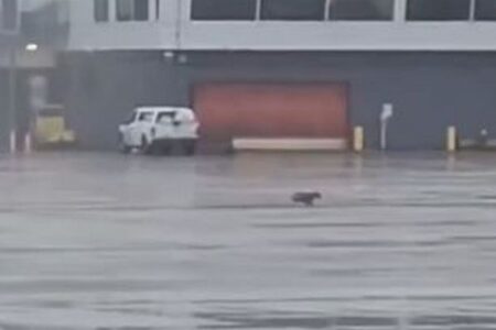 逃げ出したワンコ、空港の敷地内を走り回る【動画】