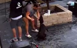 ペットシッターが預かっていた犬たちを虐待、衝撃的な映像が公開される【イギリス】