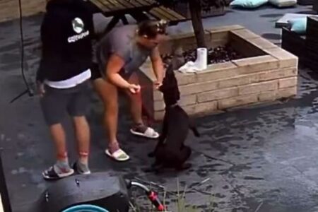 ペットシッターが預かっていた犬たちを虐待、衝撃的な映像が公開される【イギリス】