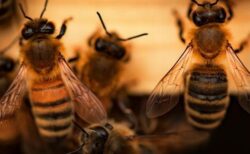 ハイカーの男性、100カ所以上をハチに刺されて重体【アメリカ】