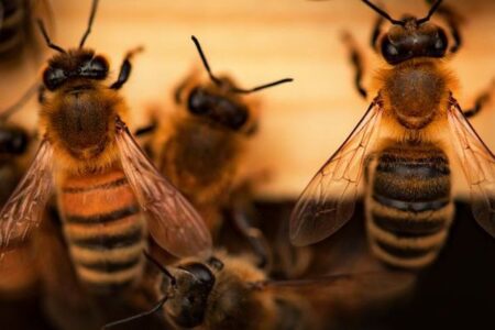 ハイカーの男性、100カ所以上をハチに刺されて重体【アメリカ】