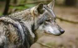 ドイツの商店街で、女性がオオカミにより顔を噛まれる