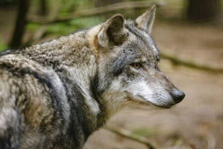 ドイツの商店街で、女性がオオカミにより顔を噛まれる