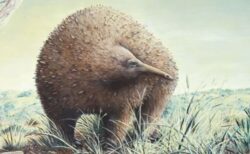 豪の博物館に眠っていた化石を分析、大型のハリモグラだと判明