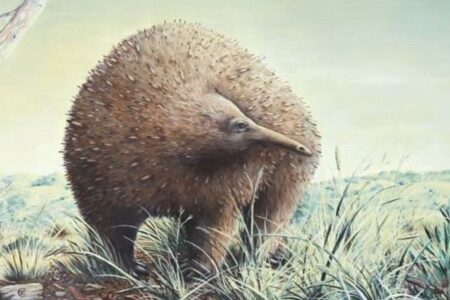 豪の博物館に眠っていた化石を分析、大型のハリモグラだと判明