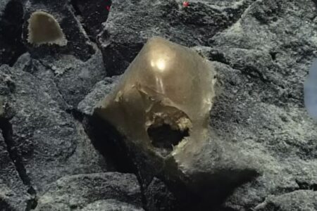 海底で発見された謎めいた金色の物体、ついに正体を解明
