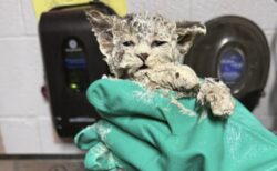 生後6週間の子猫、接着剤まみれになりながら救出される