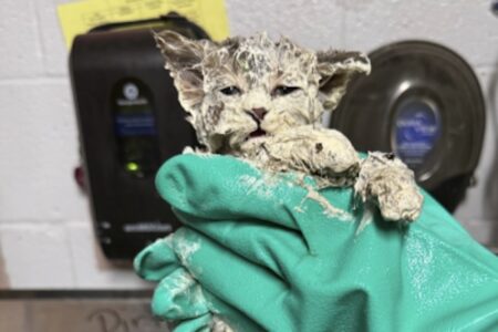生後6週間の子猫、接着剤まみれになりながら救出される