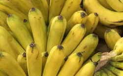 店の発注ミスでイギリスの小島に住民数の2倍、3万8千本のバナナが到着