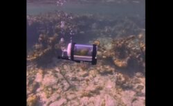 特製潜水カプセルで初めて海中探検した小鳥、その反応が可愛い