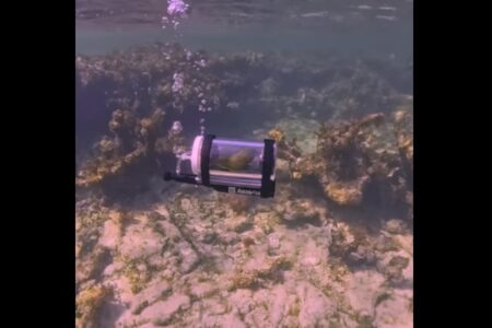 特製潜水カプセルで初めて海中探検した小鳥、その反応が可愛い