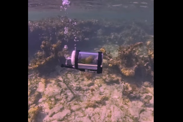 特製潜水カプセルで初めて海中探検した小鳥、その反応が可愛い