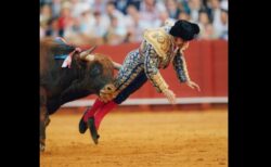 スペインの闘牛士、牛の角が肛門に突き刺さり悶絶