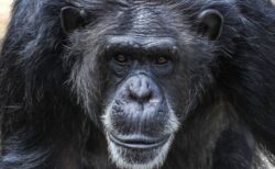 チンパンジーの群れで「内戦」が勃発、人間的な現象を初めて確認