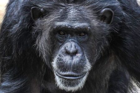 チンパンジーの群れで「内戦」が勃発、人間的な現象を初めて確認