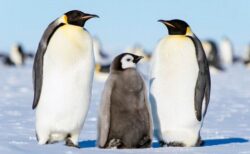 皇帝ペンギンと南極オットセイが絶滅の危機、気候変動の影響