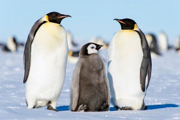 皇帝ペンギンと南極オットセイが絶滅の危機、気候変動の影響
