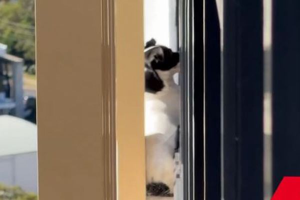 豪のマンションの縁にワンコ、消防士が救助に成功【動画】