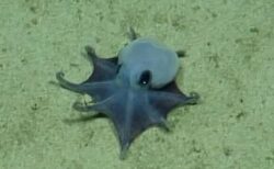 ガラパゴス諸島の海底で発見された小さな青いタコ、新種であることが判明
