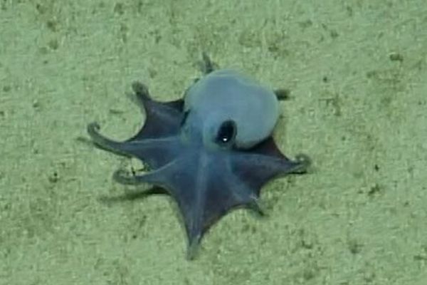 ガラパゴス諸島の海底で発見された小さな青いタコ、新種であることが判明