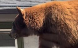庭の塀にクマ、目の前を歩いていく姿に住民もびっくり【動画】