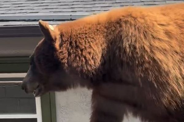 庭の塀にクマ、目の前を歩いていく姿に住民もびっくり【動画】