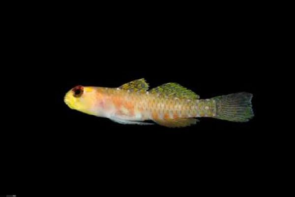 海洋科学者、過去1年間で1100種以上の新種を発見