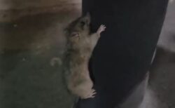 犬に怯えた野生のネズミ、そばにいた人間の体につかまり避難【動画】