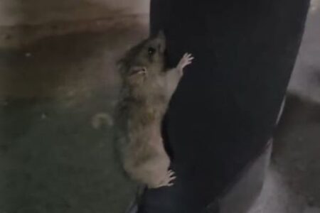 犬に怯えた野生のネズミ、そばにいた人間の体につかまり避難【動画】