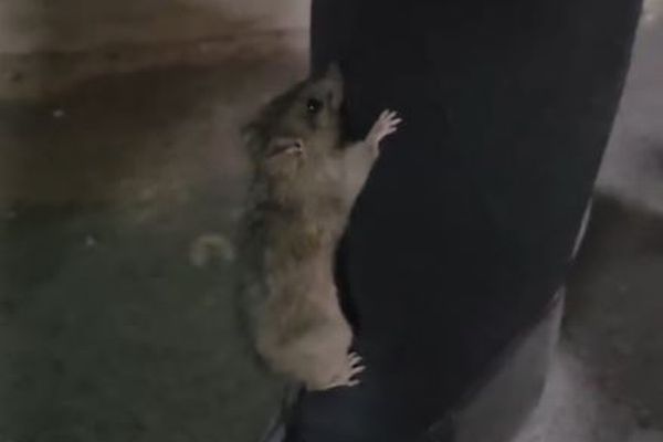 犬に怯えた野生のネズミ、そばにいた人間の体につかまり避難【動画】