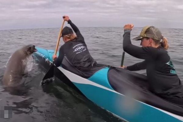 レース中、アシカがカヌーに飛び乗ってきて、選手たちもびっくり【動画】